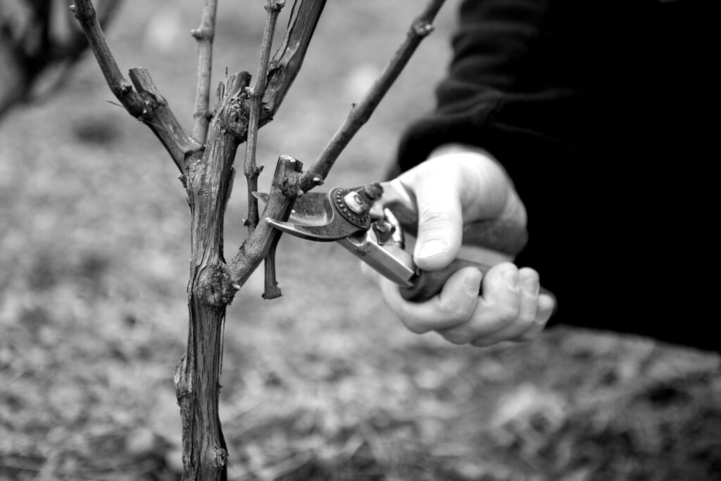 Domaine de la Creuze Noire