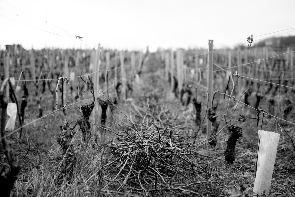 Domaine de la Creuze Noire